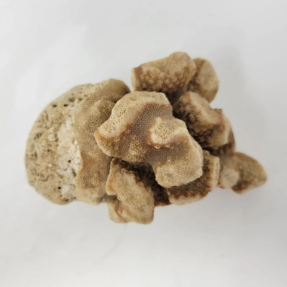 Natural Coral Rock Specimen 6